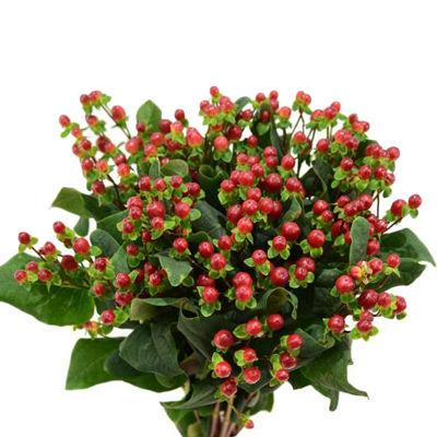 Hypericum Berries Red - Bulk and Wholesale