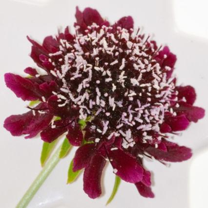 Scabiosa Burgundy - Bulk and Wholesale