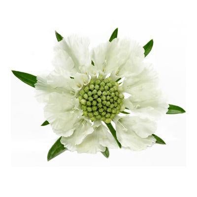 Scabiosa White - Bulk and Wholesale