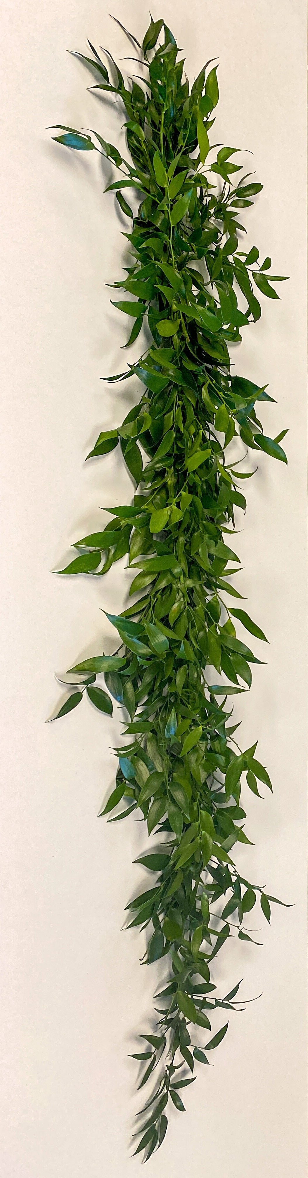 Simply Ruscus Garland