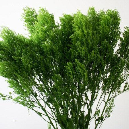 Trachelium Green - Bulk and Wholesale