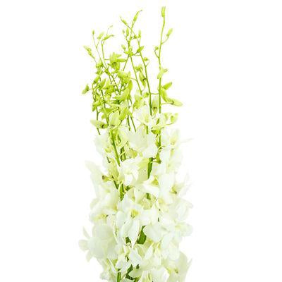 Dendrobium Orchid White - Bulk and Wholesale