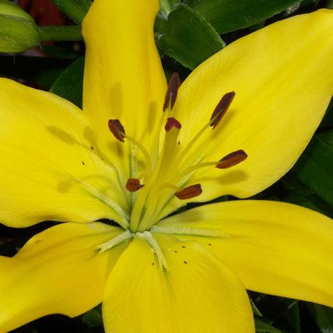 Lily Asiatic Yellow - Bulk and Wholesale