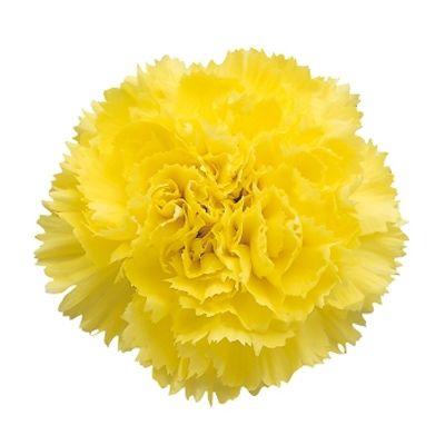 Carnation Yellow - Bulk and Wholesale