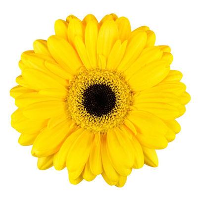 Gerbera Yellow Mini - Bulk and Wholesale