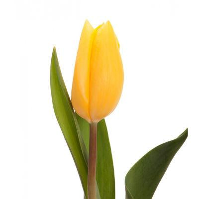 Tulip Yellow - Bulk and Wholesale