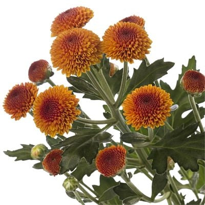 Chrysanthemum Button Copper - Bulk and Wholesale
