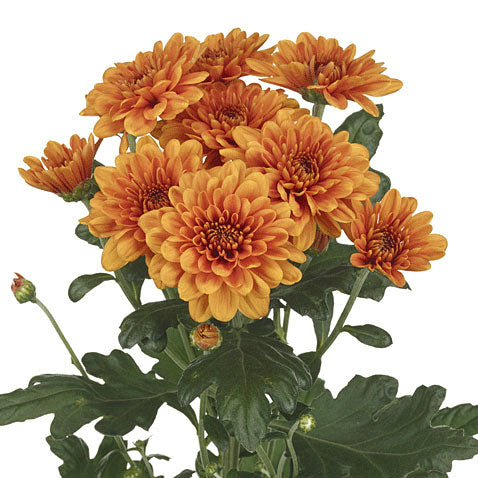 Chrysanthemum Flat Cushion Copper - Bulk and Wholesale