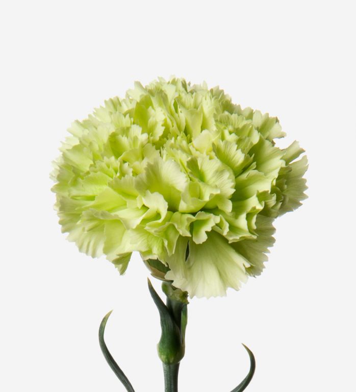 Carnations Green - Bulk and Wholesale