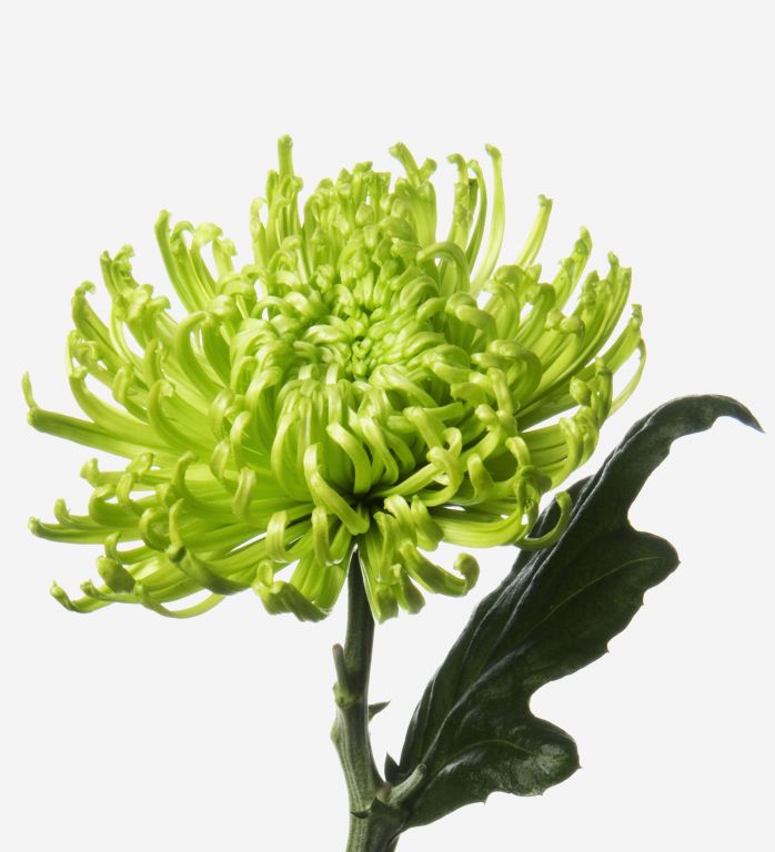 Chrysanthemum Fuji Spider Green - Bulk and Wholesale