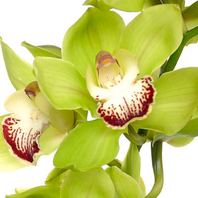 Cymbidium Orchid Mini Green - Bulk and Wholesale