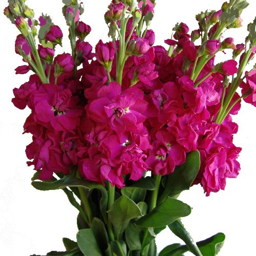 Stock Hot Pink - Bulk and Wholesale