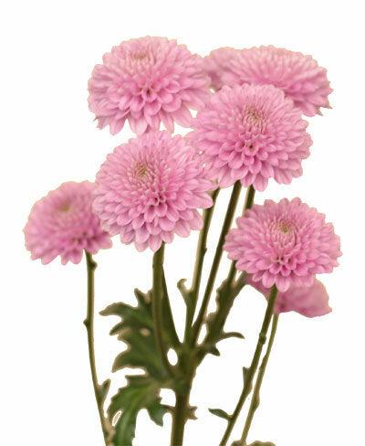 Chrysanthemum Button Lavender - Bulk and Wholesale