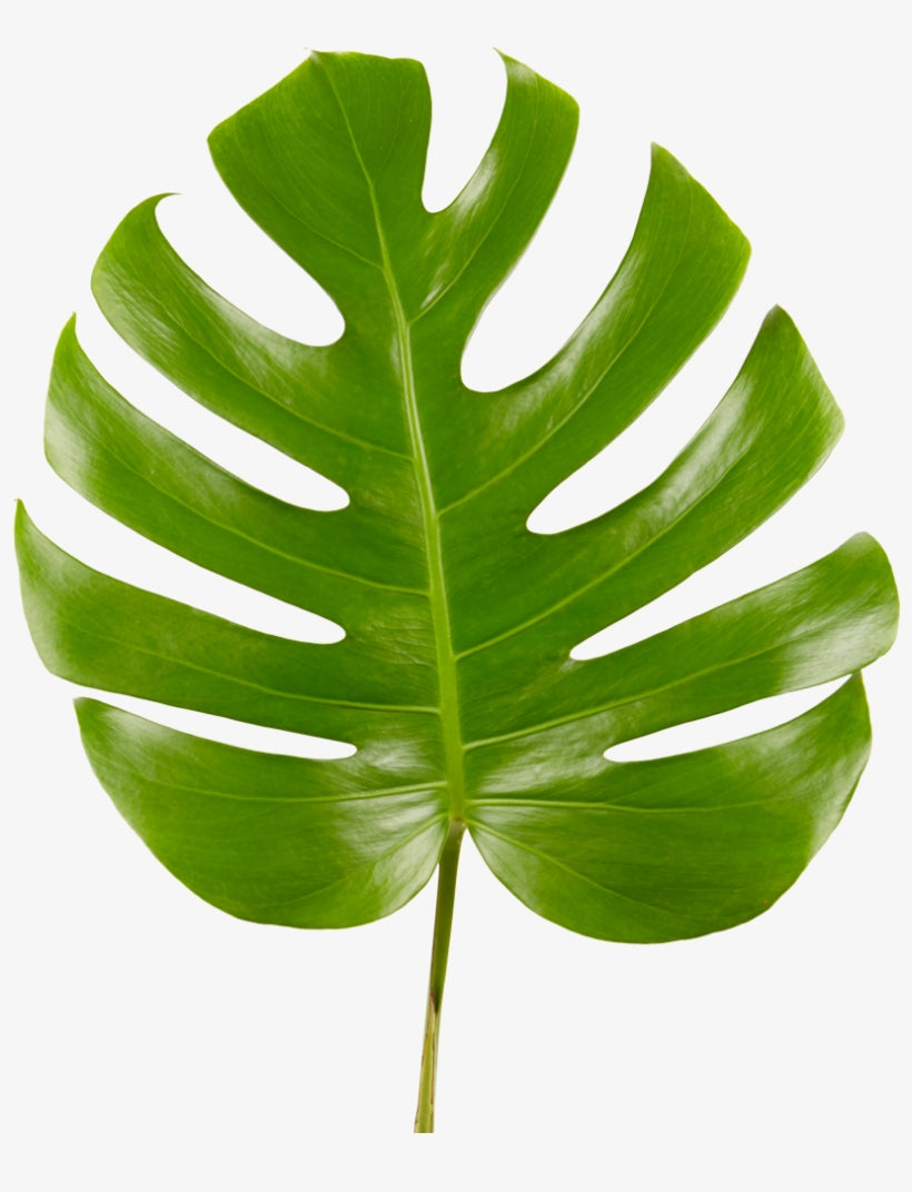 Monstera - Bulk and Wholesale