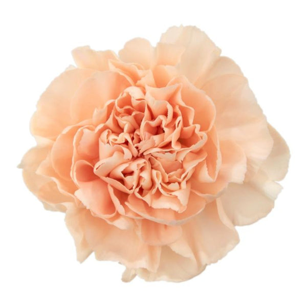 Carnation Peach Bulk and Wholesale Bunches Direct USA