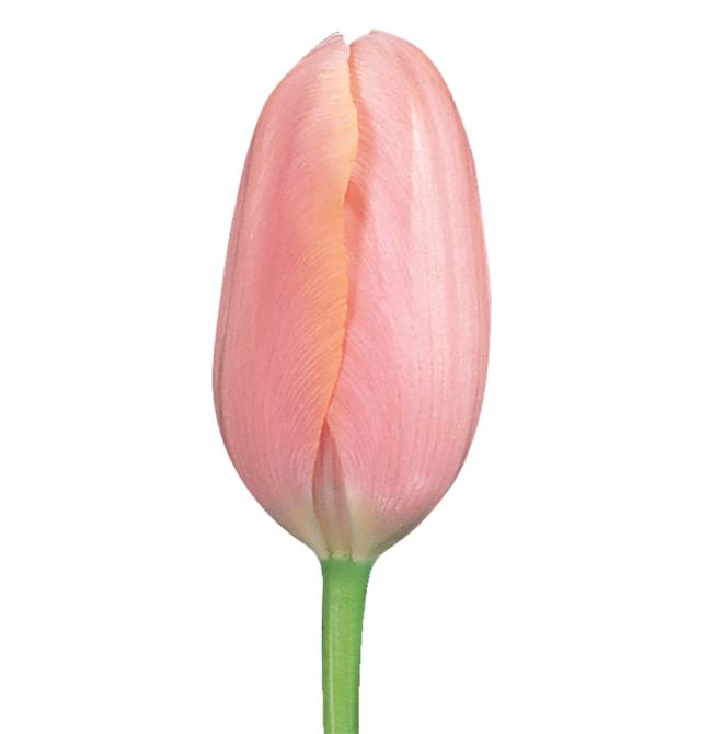 Tulip Peach - Bulk and Wholesale