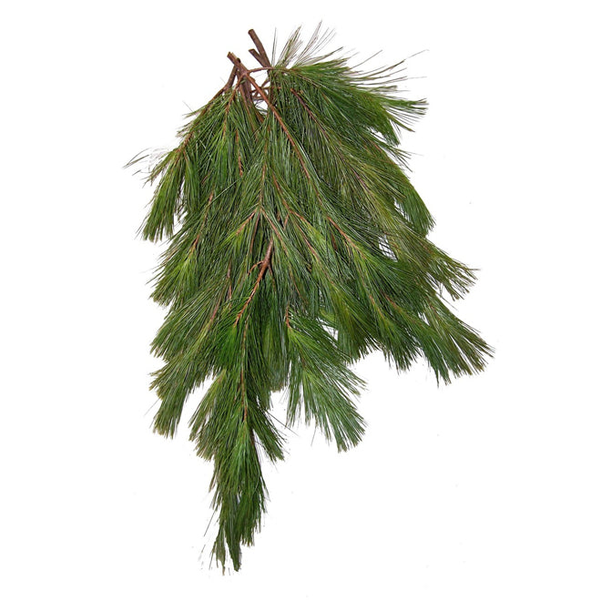 Long Needle Pine - Bulk and Wholesale