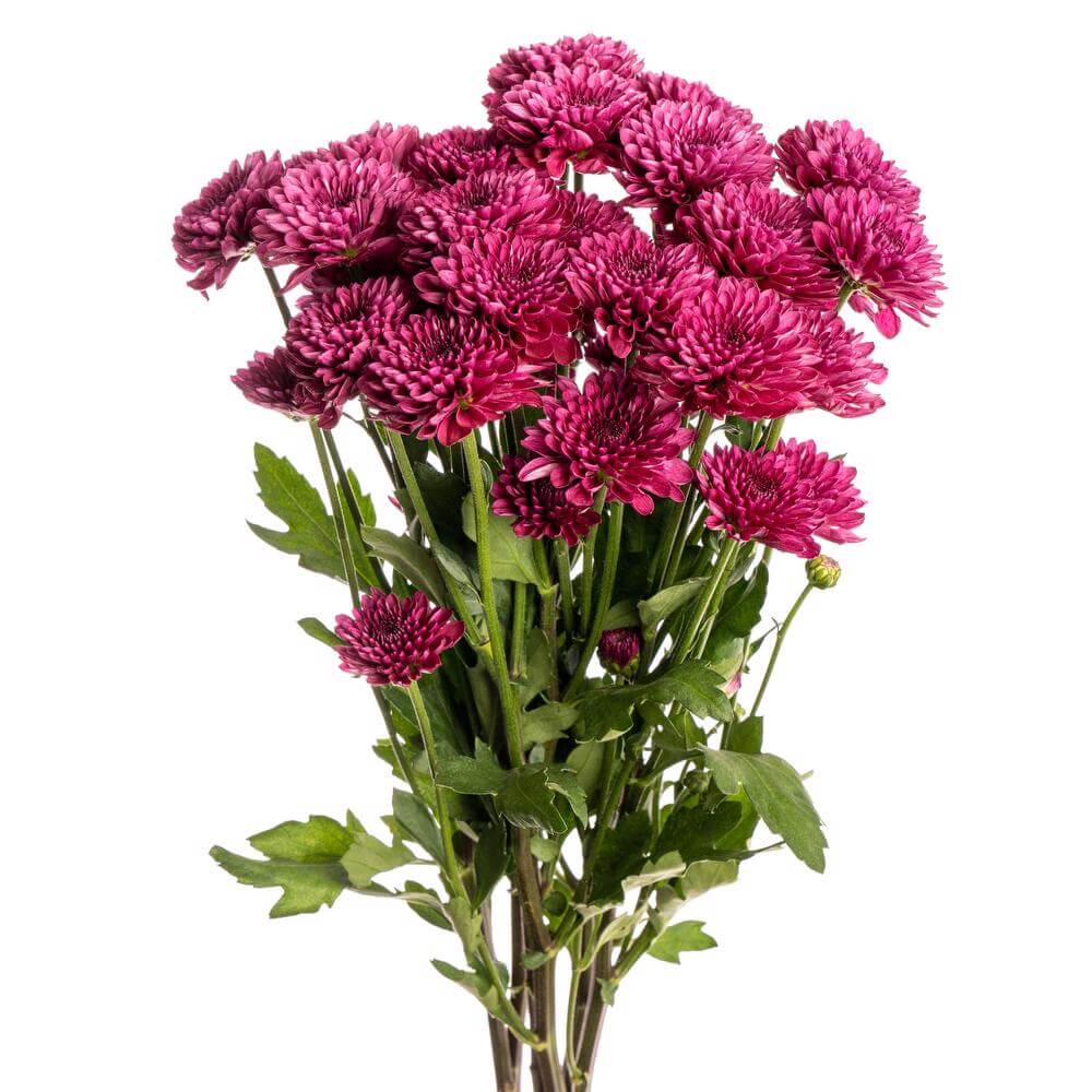Chrysanthemum Button Purple - Bulk and Wholesale