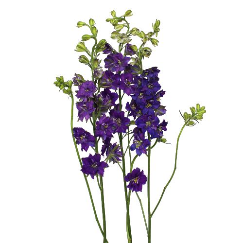 Larkspur Purple - Bulk and Wholesale