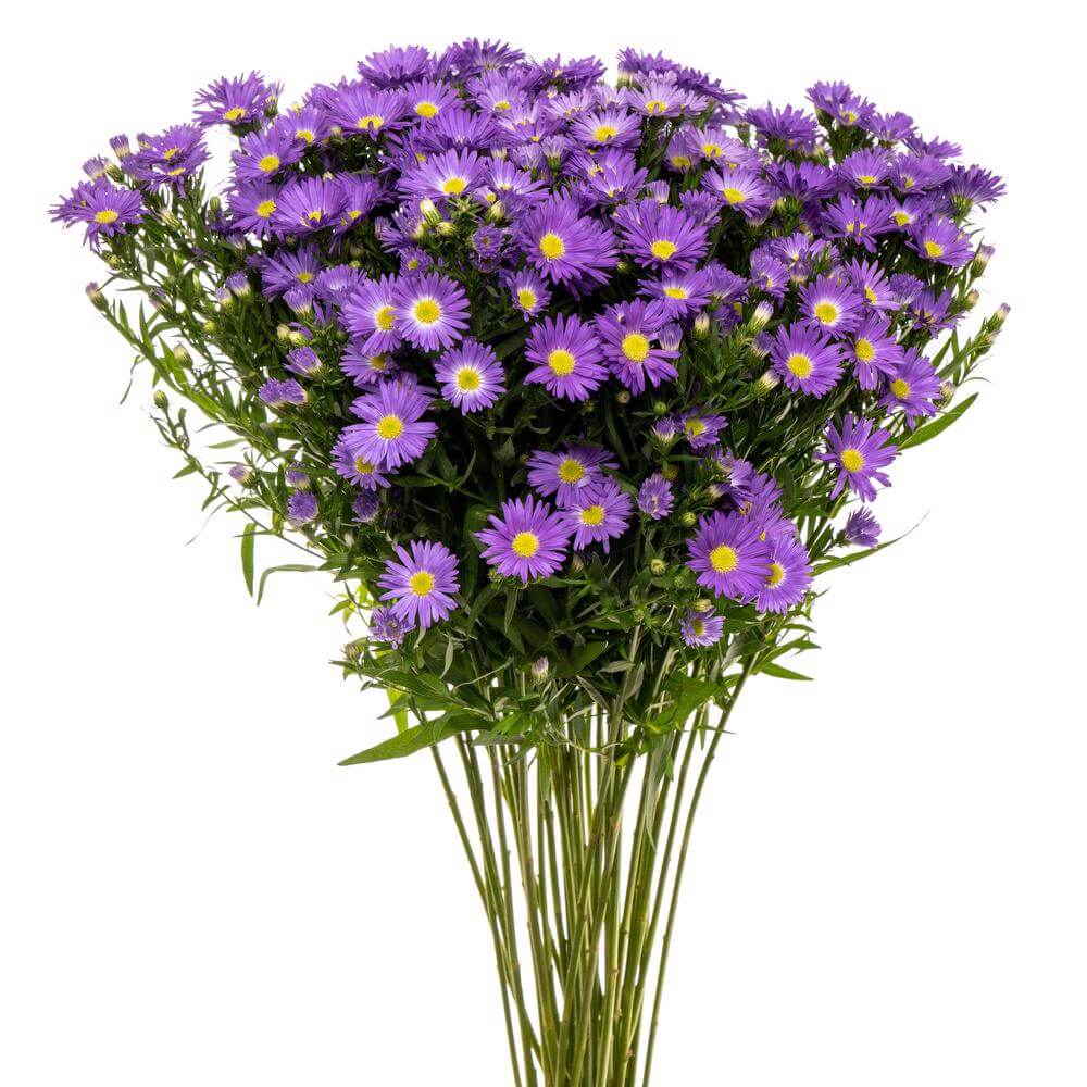 Purple Aster Bouquet Purple Aster Bouquet