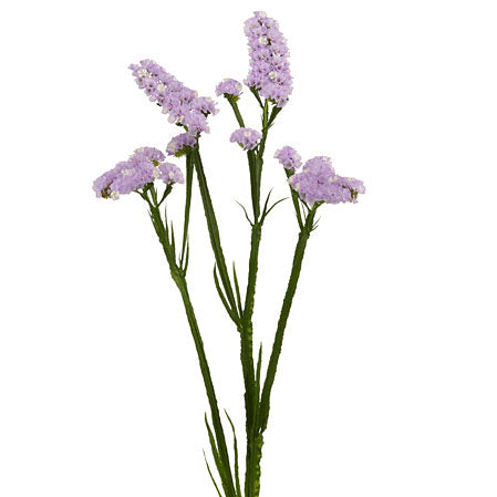 Lavender Dried – Bunches Direct USA