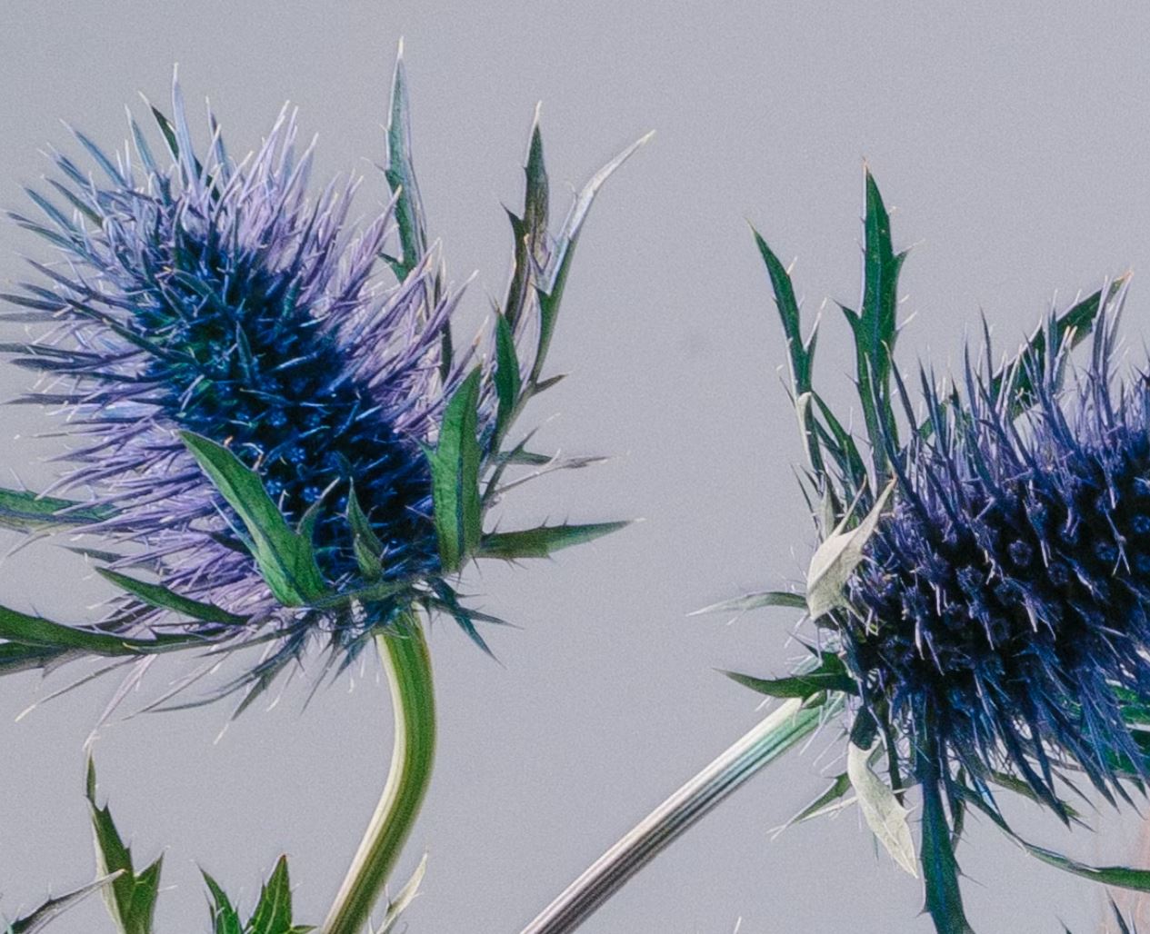 Thistle Blue