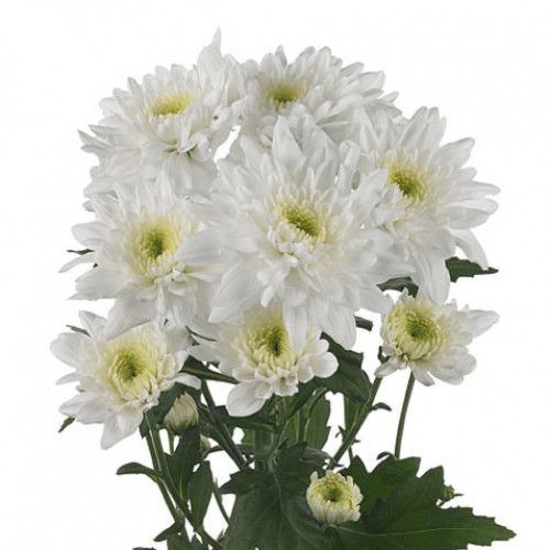 Chrysanthemum Flat Cushion White - Bulk and Wholesale
