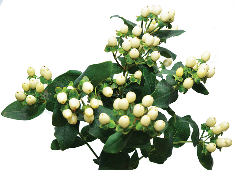 Hypericum Berries White - Bulk and Wholesale