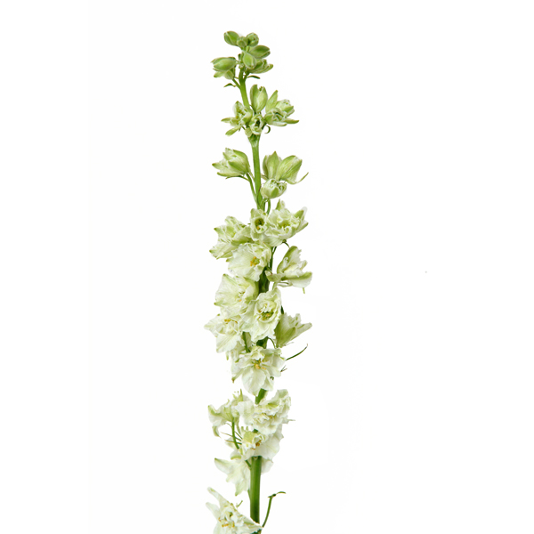 Larkspur White - Bulk and Wholesale