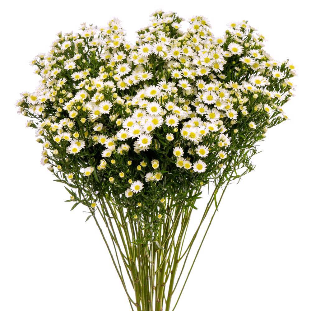 Aster Monte Casino White - Bulk and Wholesale