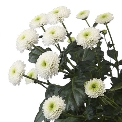 Chrysanthemum Button White - Bulk and Wholesale