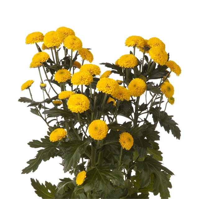 Chrysanthemum Button Yellow - Bulk and Wholesale