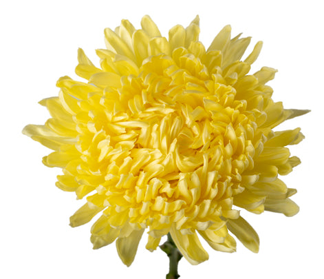 Chrysanthemum Football Yellow - Bulk and Wholesale