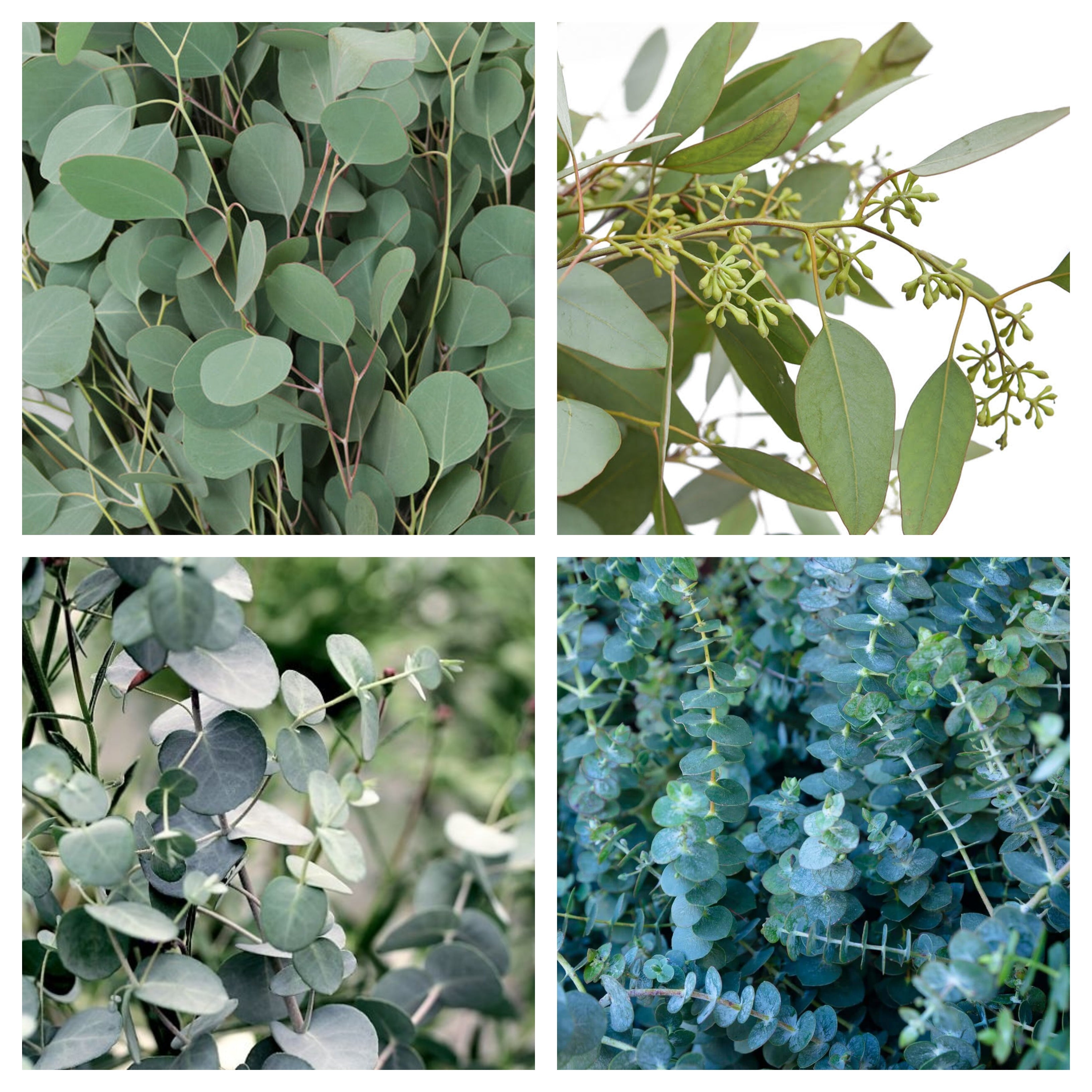 Aromatic Greenery Bulk Bundle