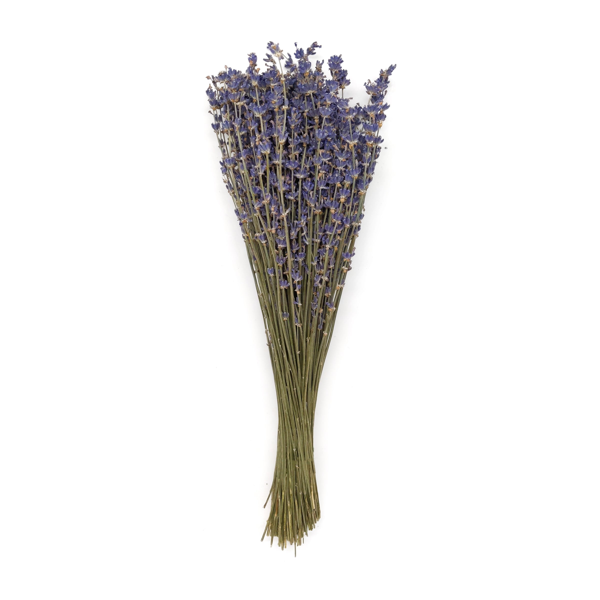 Lavender Dried