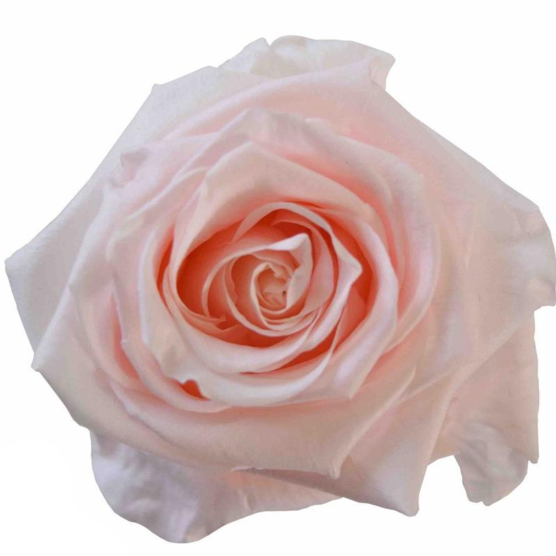 Fresh White Rose Petals - Bulk and Wholesale – Bunches Direct USA