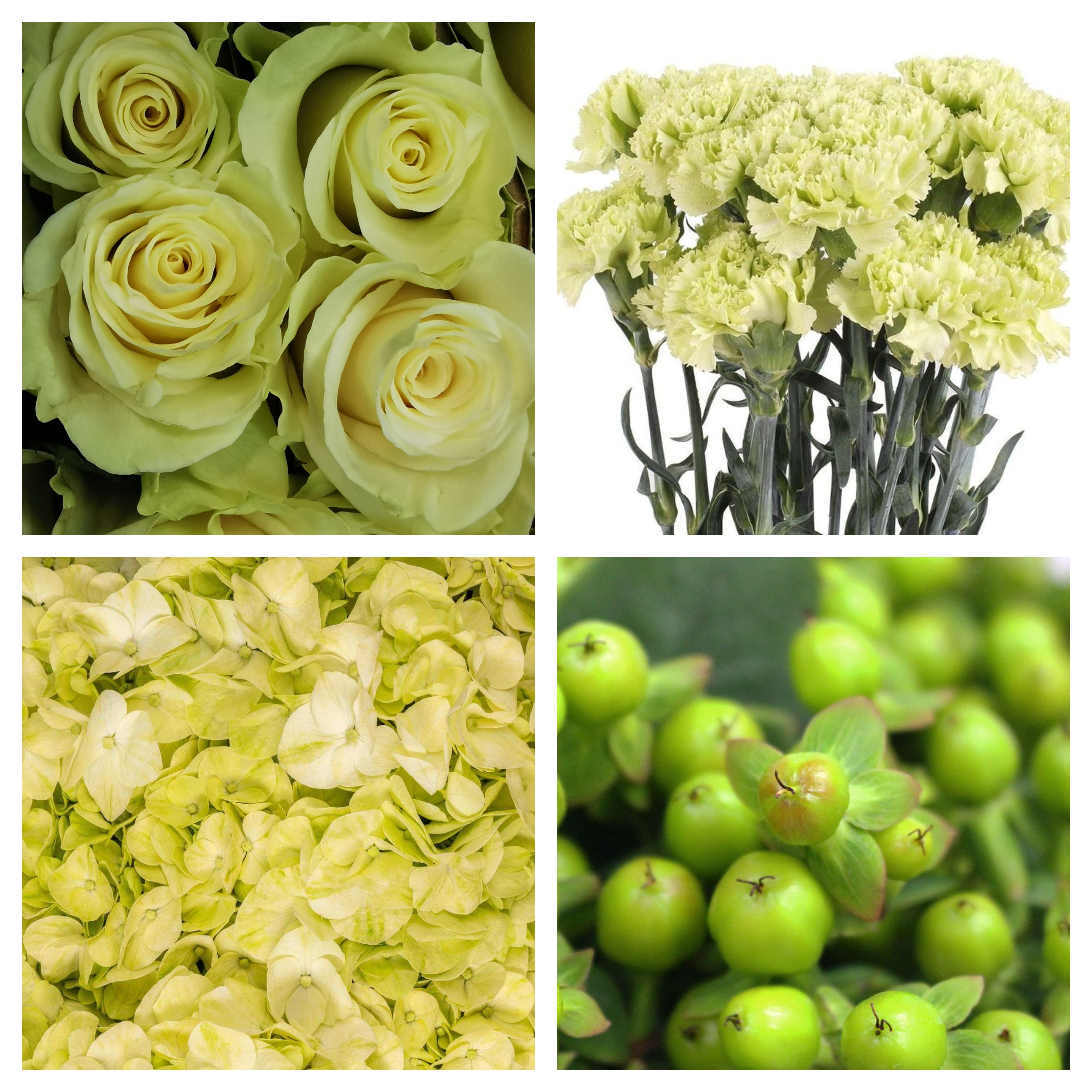 Spray Roses Ivory - Bulk and Wholesale – Bunches Direct USA