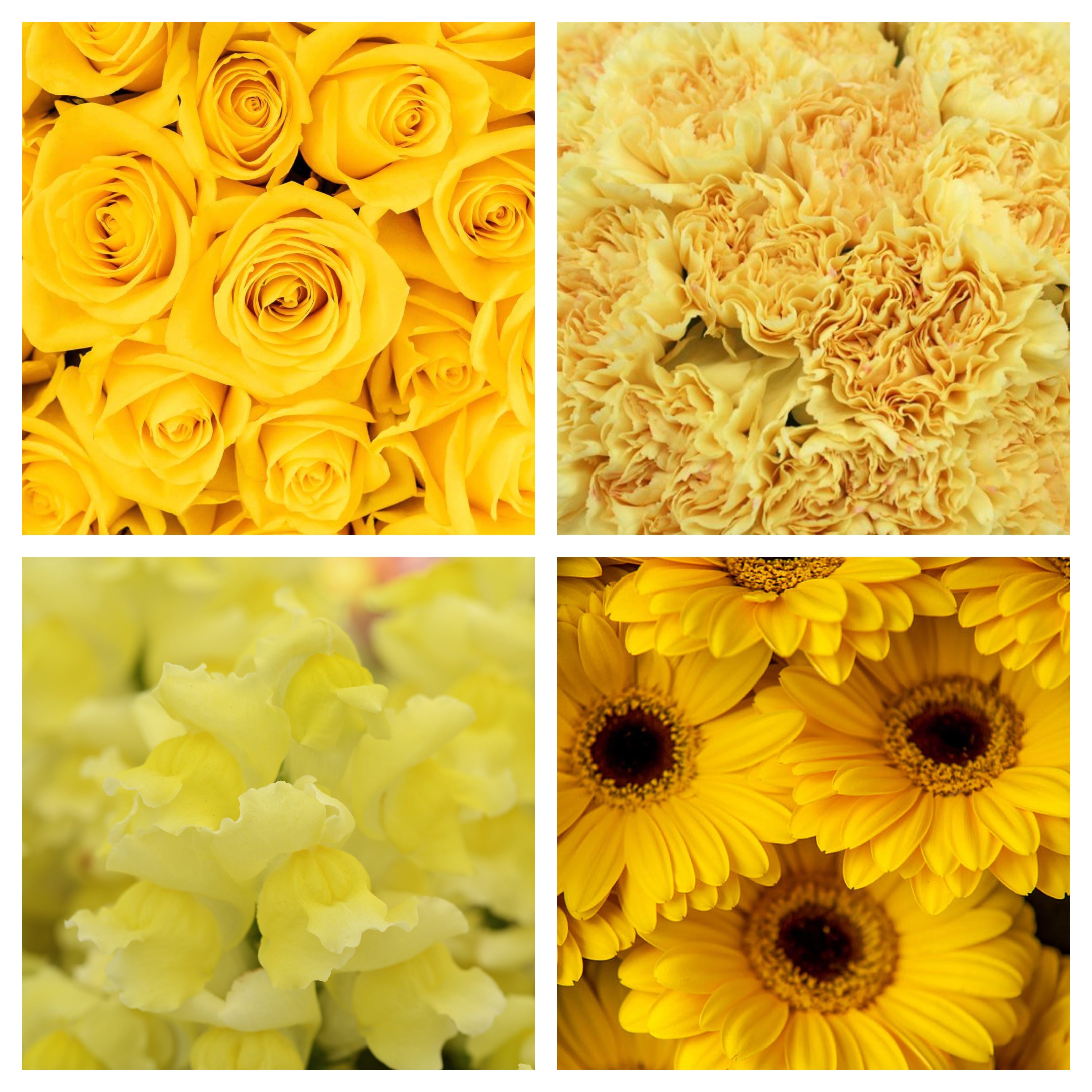 Shades of Yellow Bulk Bundle