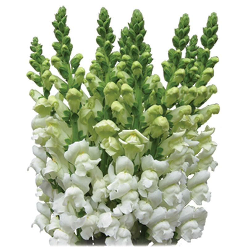 Snapdragons White - Bulk and Wholesale