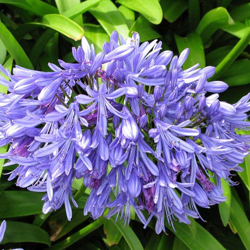 Agapanthus Blue - Bulk and Wholesale