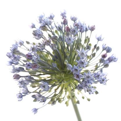 Baby's Breath Bridesmaid Bouquet – Bunches Direct USA