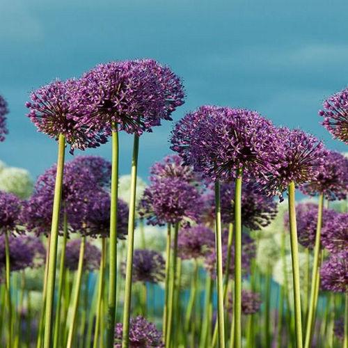 Allium Purple - Bulk and Wholesale