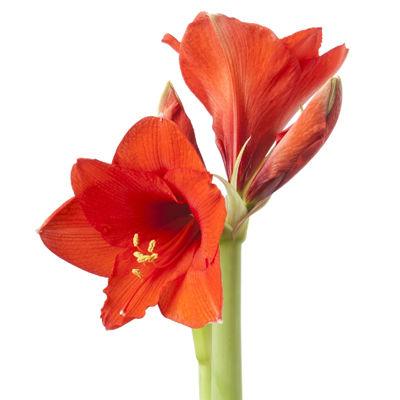 Amaryllis Red - Bulk and Wholesale