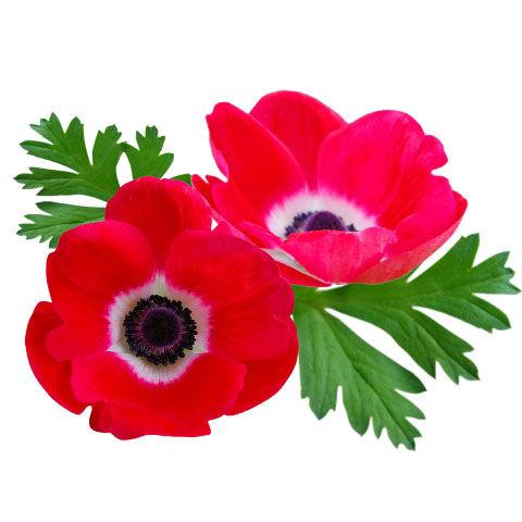 Anemone Red - Bulk and Wholesale