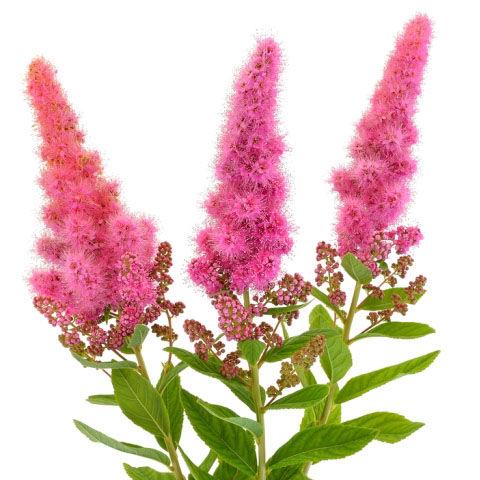 Astilbe Hot Pink - Bulk and Wholesale