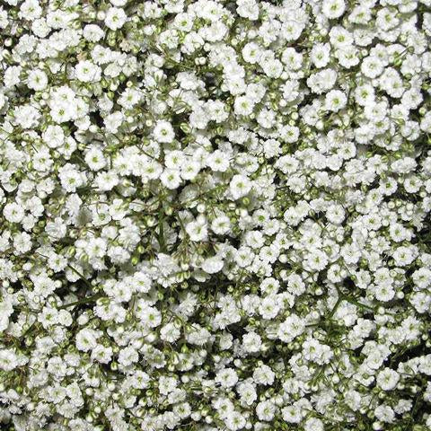 Baby's Breath