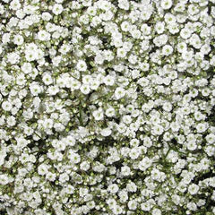 Bulk Fresh Baby's Breath, Gypsophila - Light Green (25 bulk stems) –