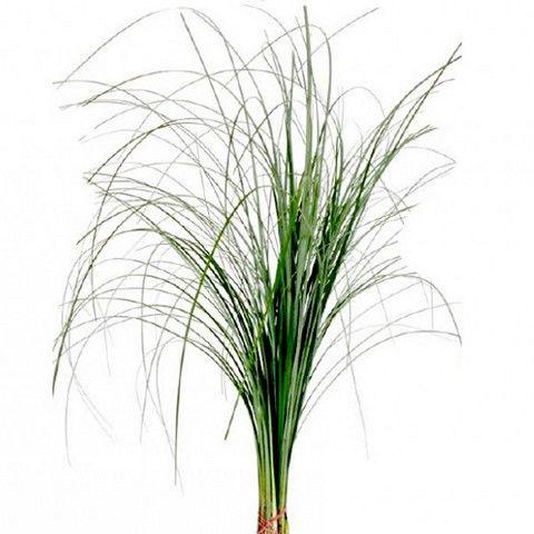 Bear Grass - Bulk and Wholesale