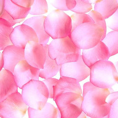 bi-color-pink-cream-rose-
