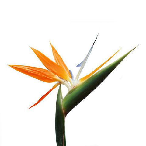 Birds of Paradise - Bulk and Wholesale